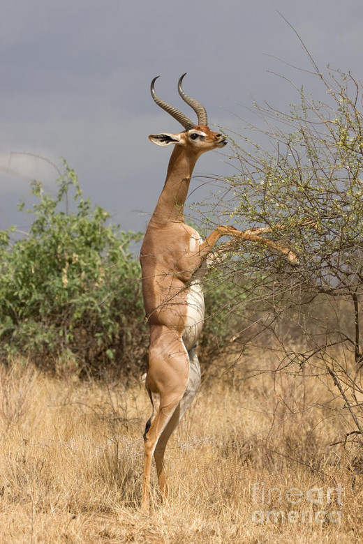The Gerenuk
