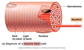 Muscle fibre cell