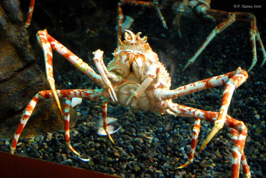 Japanese Spider Crab