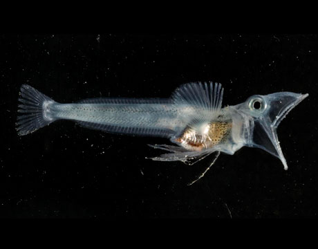 Ice Fish
