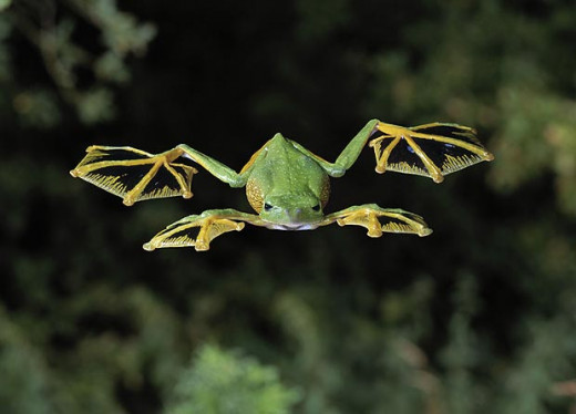 Flying Frog