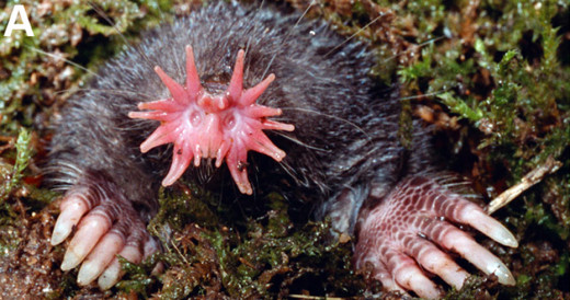Star Nosed Mole