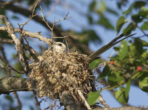 Scissor-tailed Flycatcher in Nest
