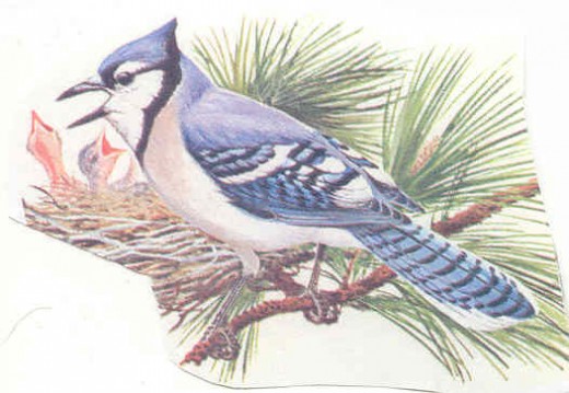 Blue-Jay