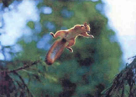 Squirrel