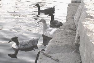 This may look like a B&W photo, but it isn't.