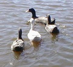 Four friends just hangin' out on a sunny day.
