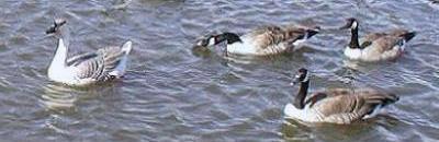 Another shot of the Chinese Brown and three Canadians.