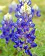 The Texas State Flower-The Bluebonnet