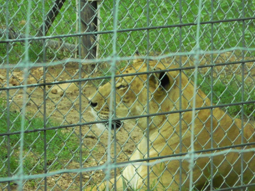 Liger (Lion/Tiger cross)