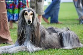 I always loved the Afghan hounds they are gorgeous . 