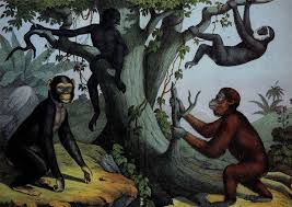 Studies Have Found That Female Primates Are Not Monogamous
