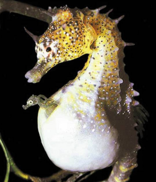 Baby seahorse emerging from the male's pouch. 
