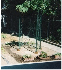 My Garden Reysh - Pictured upside down compared to Dad's Reysh-like Clipping