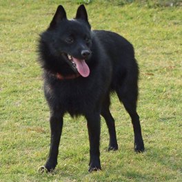 This is a Schipperke who is a non sporting dog.