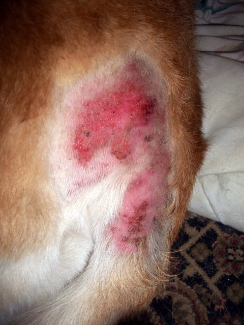 do flea bites itch on dogs
