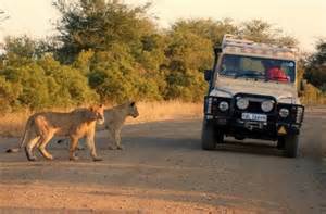 Lions near a safari vehicle in Kruger 
