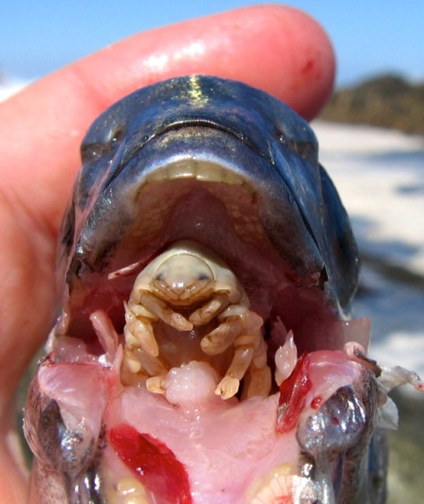The tongue eating louse replaces the host's tongue with...itself !