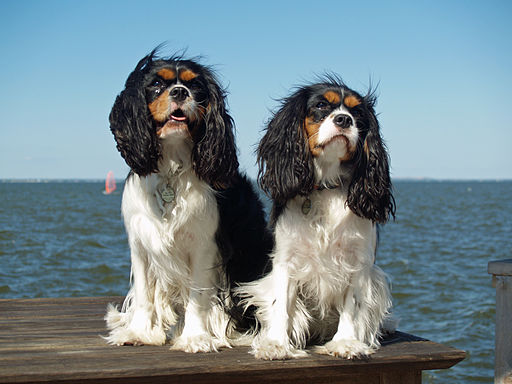 Cavalier King Charles Spaniels are one of the breeds with a predisposition to dry eye because their large eyes have a tendency to bulge 