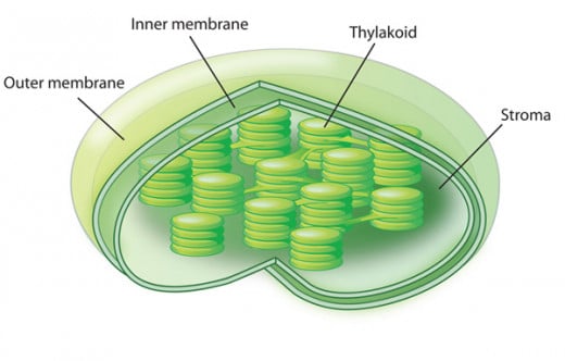 Sunlight is absorbed within the chloroplasts and used to produce ATP, which powers the Calvin cycle.