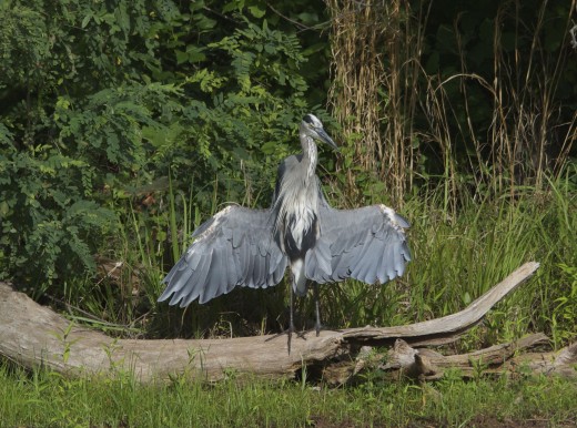Great Blue Heron "Arms Wide"