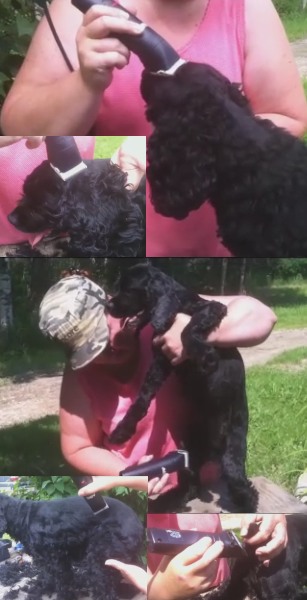 Keep the clipper cutting bar parallel to the dog's body at all times.