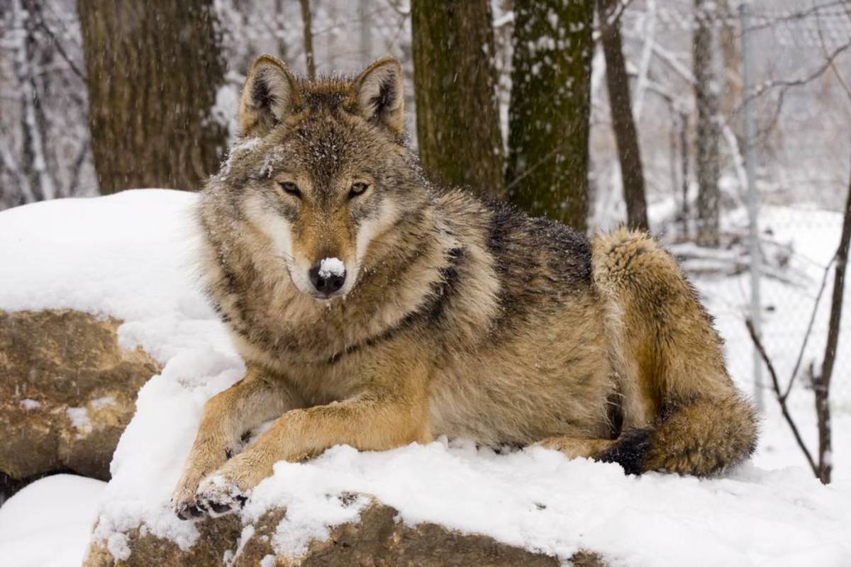 300 Wolf Names And Meanings From Alaska To Zion Pethelpful