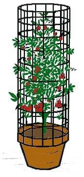Cages Can Be Used Along With Cucumbers, Tomatoes, and Pole Beans.