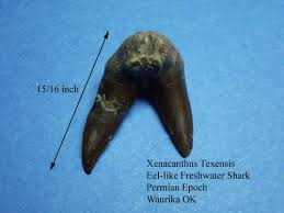 Xenacanthus Tooth 