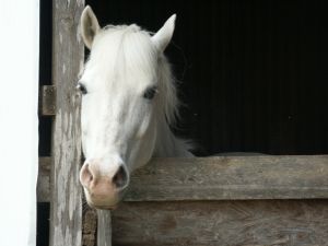A white horse in a stable