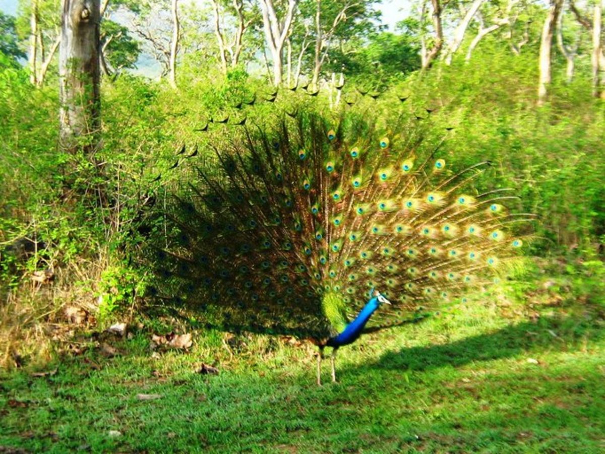 A Peacock in the jungle