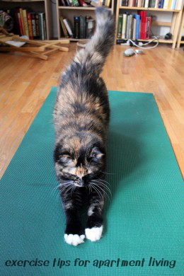 Mr. Fluffykins practices quiet exercise by doing yoga.  Imaged edited by author.