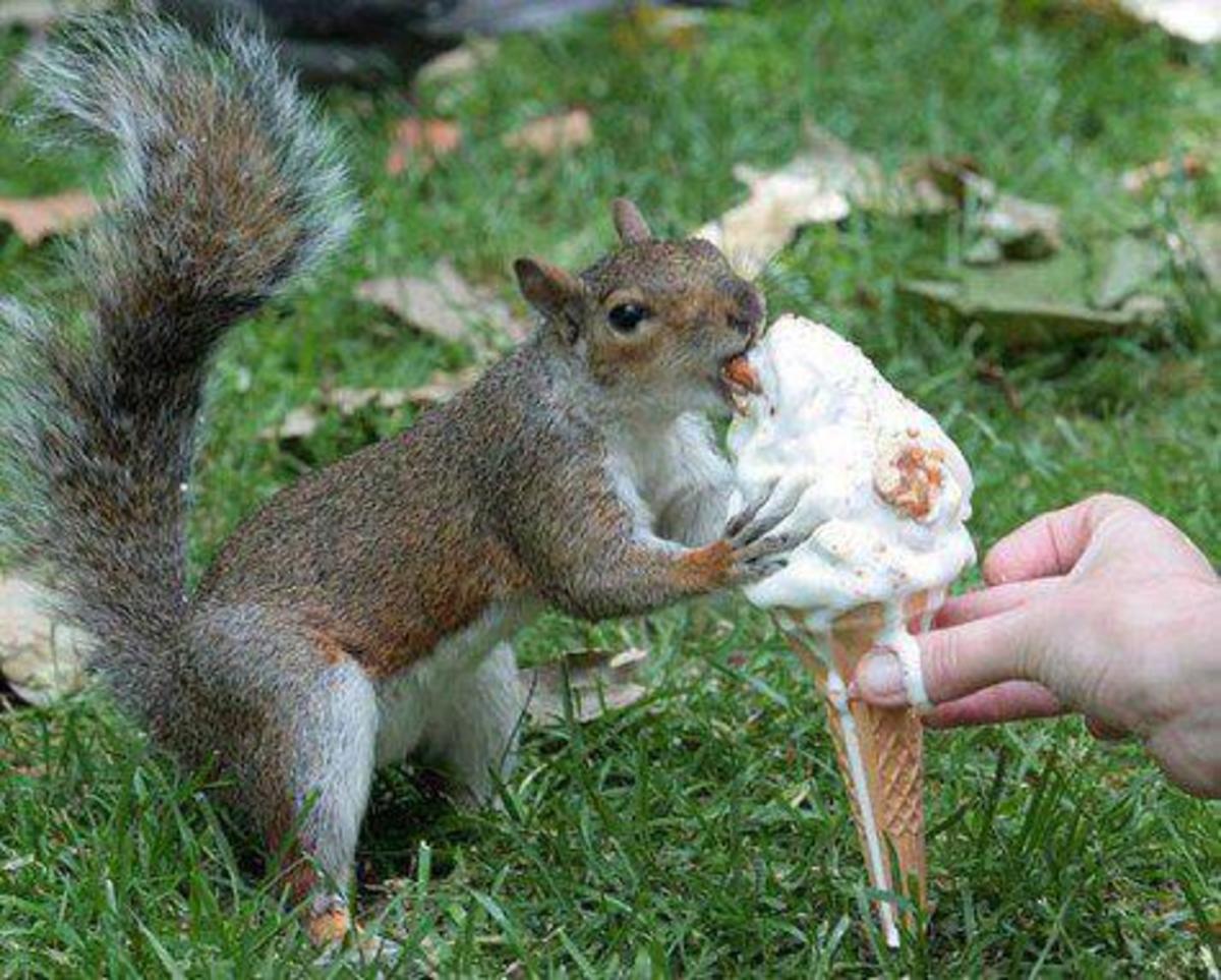 Feeding Wild Squirrels:Tips to Save You money