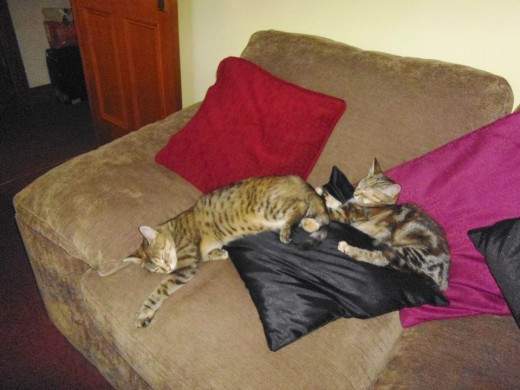 Tabs and Meg.,