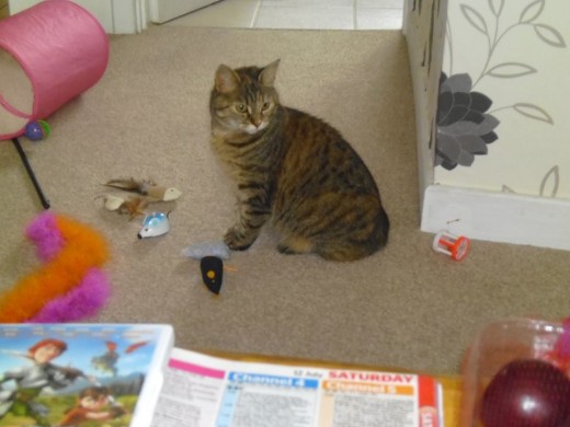 Tabs looking on in amazement. "What's going on and who is the new baby"?? 