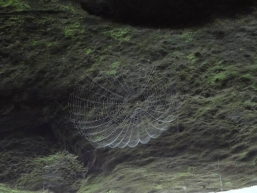 Intricate spider web inside a cave entrance