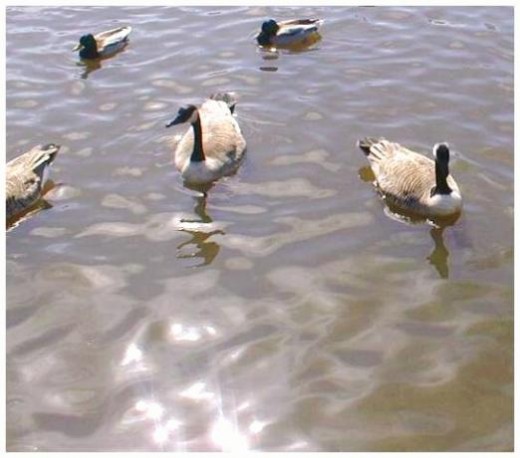 Floating along in the breeze with the sun on your back, not a care in the world...