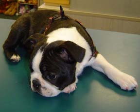 Frankie (Boston Terrier)