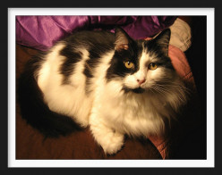 The Difference Between Cat People and Dog People