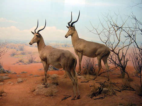 Inside the African Hall at the California Academy of Sciences
