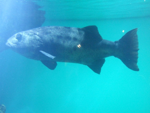 Giant Sea Bass at the Steinhart Aquarium