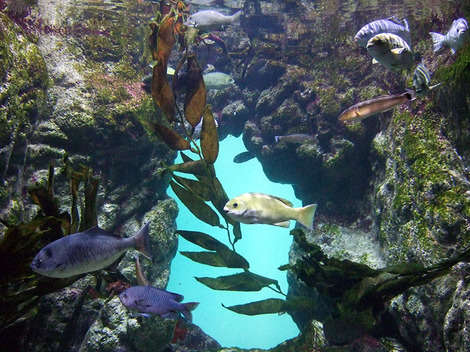 Pacific Coast Tank, the other largest tank, inside the Steinhart Aquarium.
