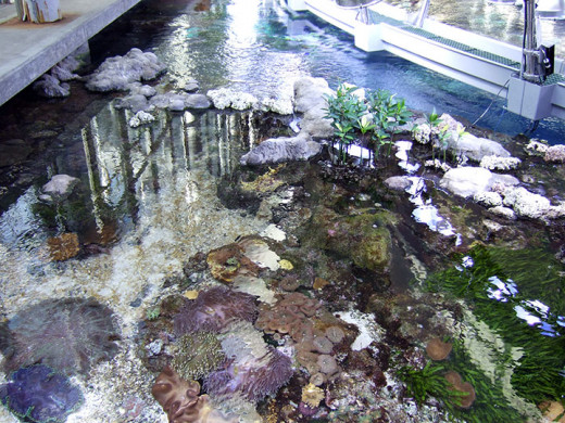 The saltwater tidepool at the California Academy of Sciences.
