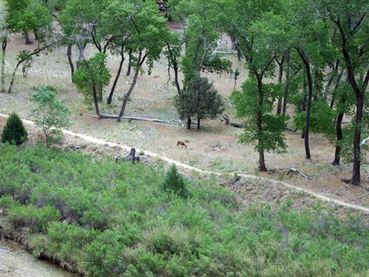 A mule deer grazes in the Zion River Valley.