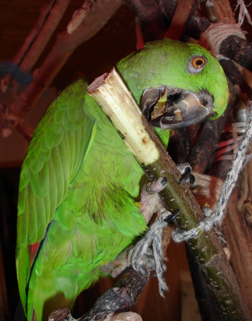 Parrot chewing on an unsprayed tree branch.