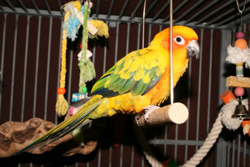 Image: Parrot Perched on Swing.