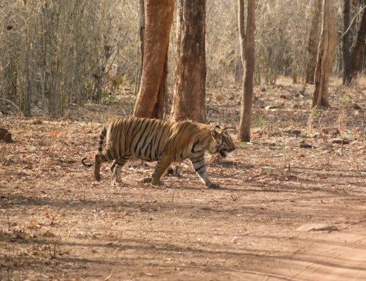 Male Tiger Male Tiger