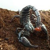 Okan Biogene profile image