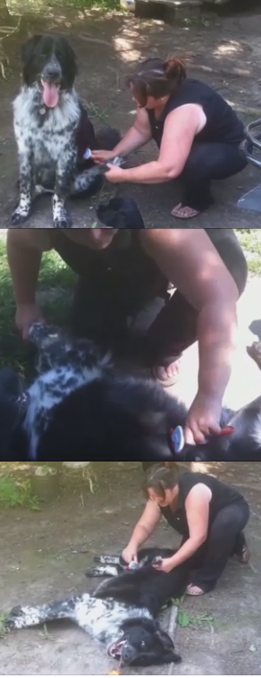 Move around the dog's body changing raking direction stroking with the fur grain.