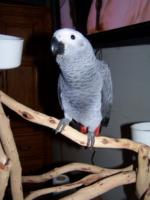 African Grey parrot on tree perch.